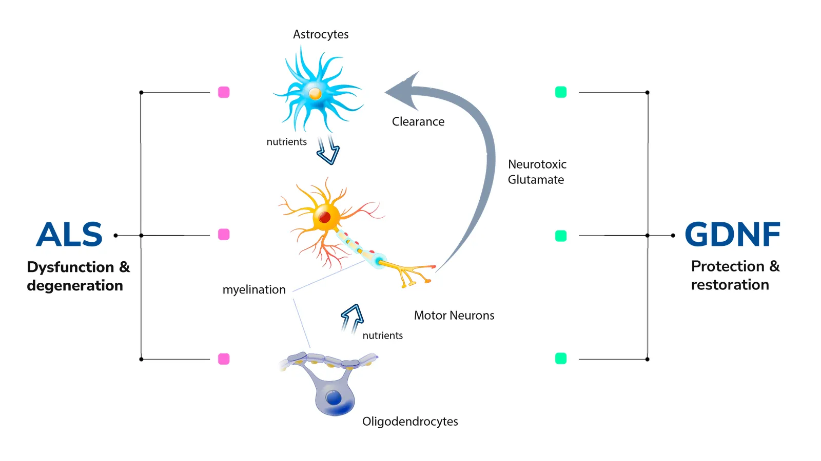 How GDNF protects and restores motor neurons and supporting cells in MND/ALS