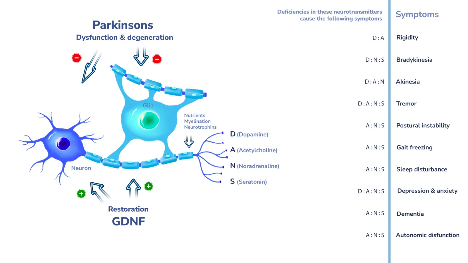How GDNF can reverse the neurotransmitter losses that drive Parkinson's disease symptoms