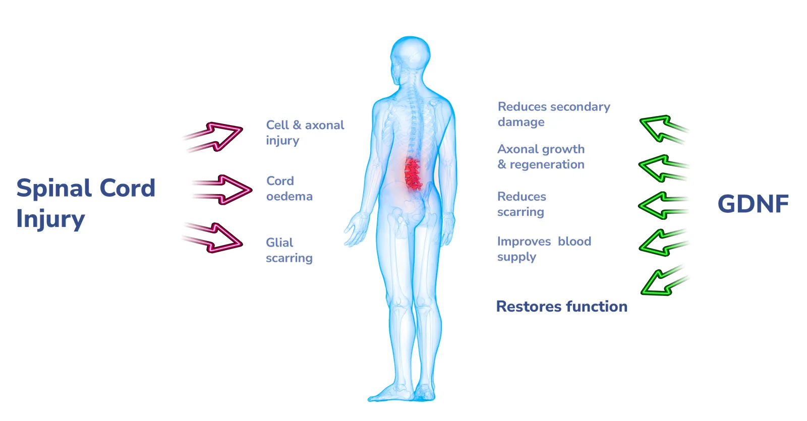 How GDNF reduces secondary injury and promotes recovery after spinal cord injury